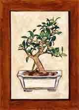 bonsai jade tree botanical, flowers and plant life art and gifts, botanical, flowers and plant life gifts, botanical, flowers and plant life paintings and prints by artists Jane Billman and Gregg Billman